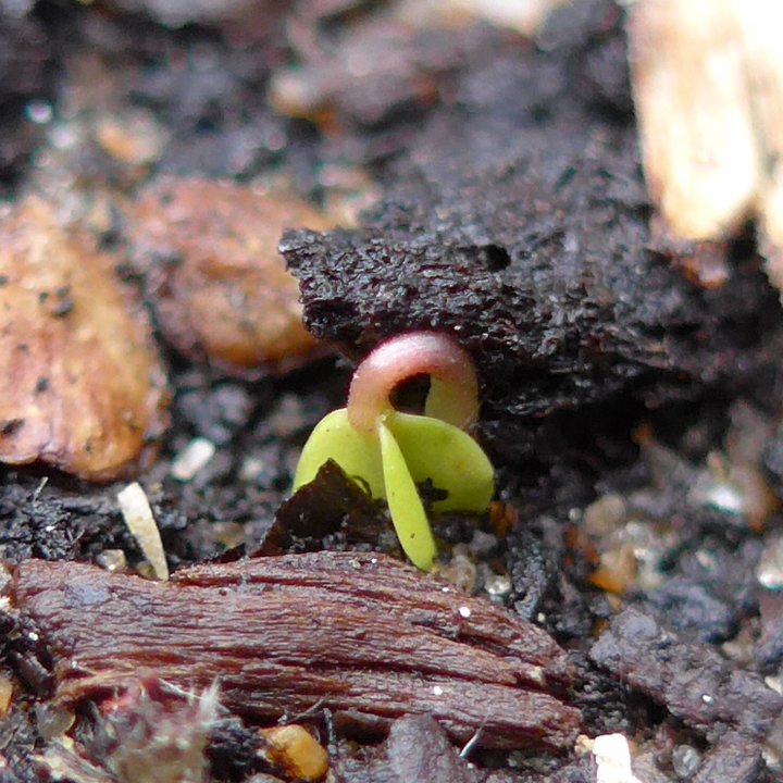 betula nigras seedlings