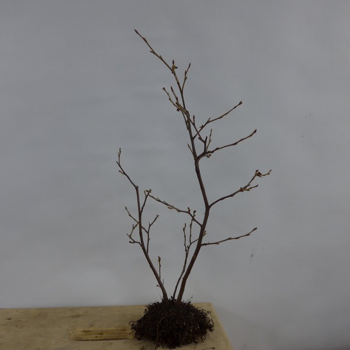 birch kabudachi repot