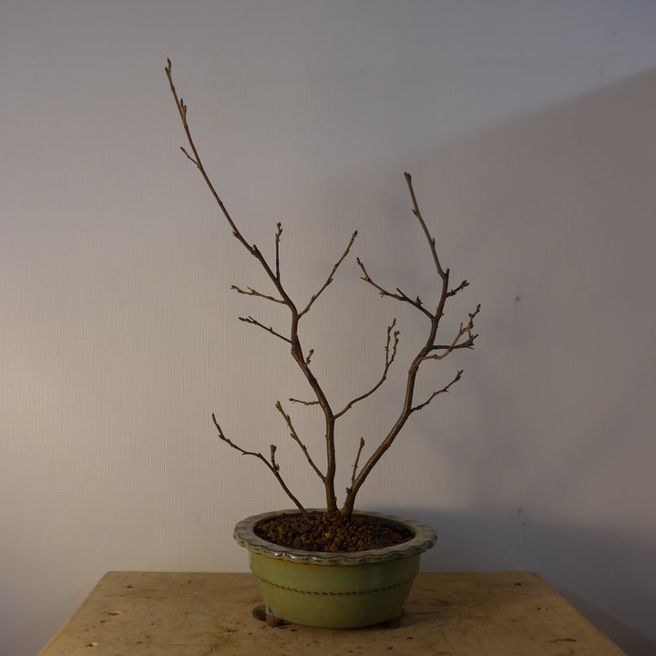 birch kabudachi repot