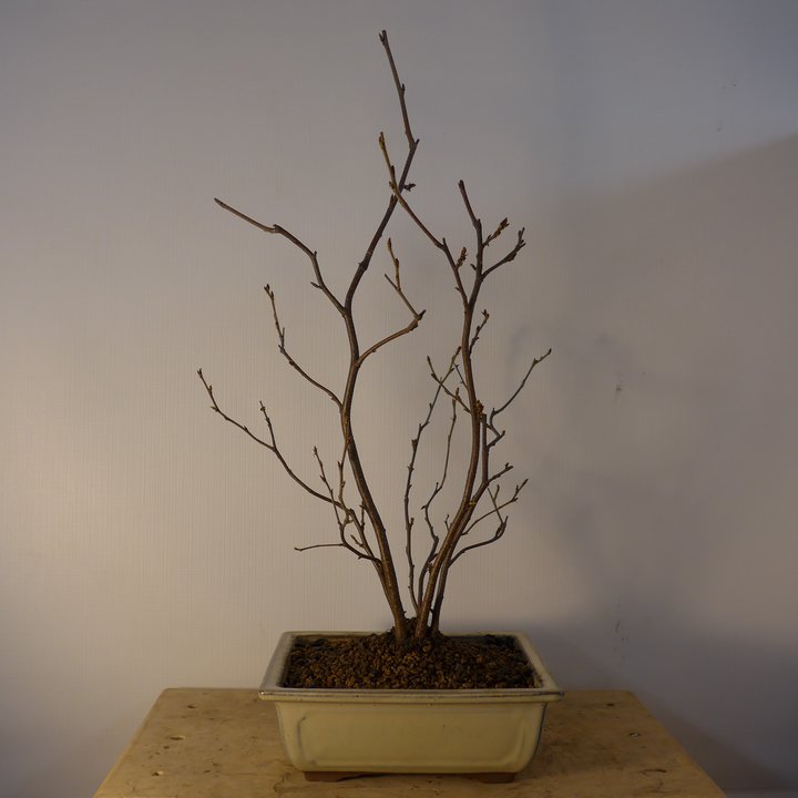 birch kabudachi repot