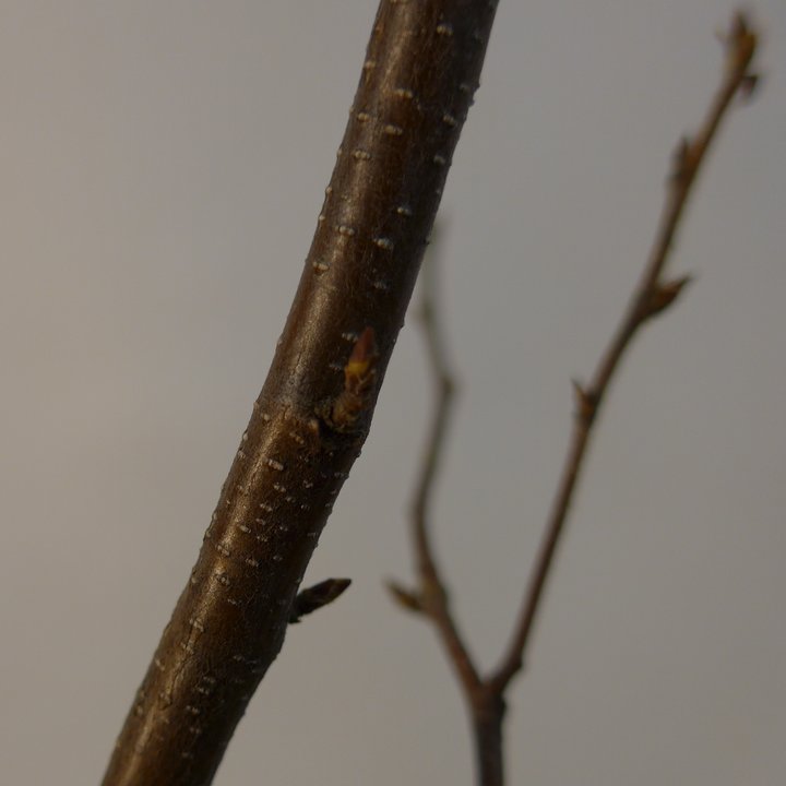 birch kabudachi repot