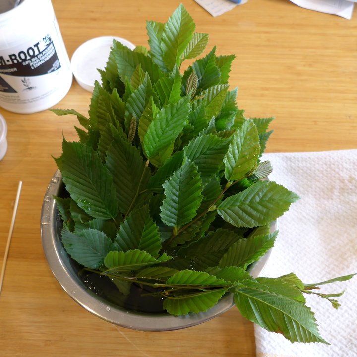 carpinus cuttings