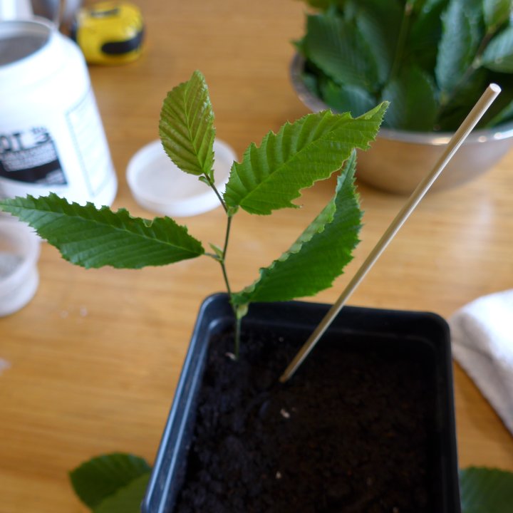 carpinus cuttings