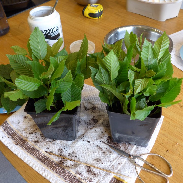 carpinus cuttings