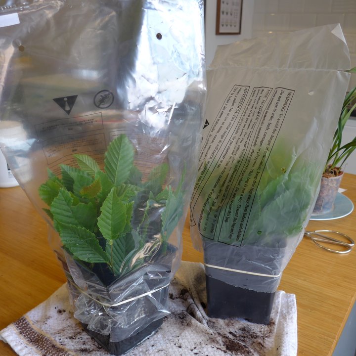 carpinus cuttings