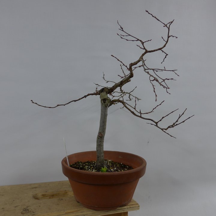 carpinus turczaninowii rempotage