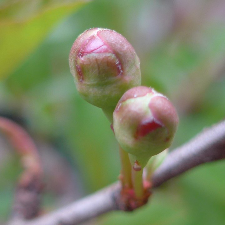 chaenomeles japonica flowers