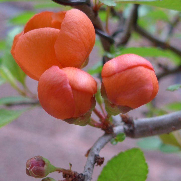 chaenomeles japonica fleurs