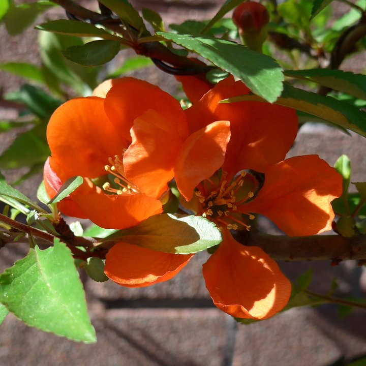 chaenomeles japonica flowers