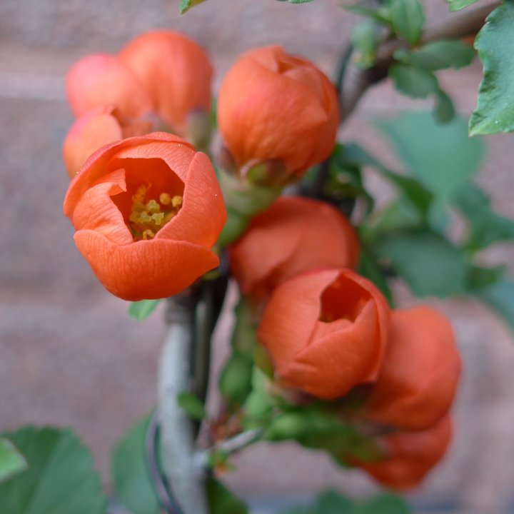 chaenomeles japonica fleurs