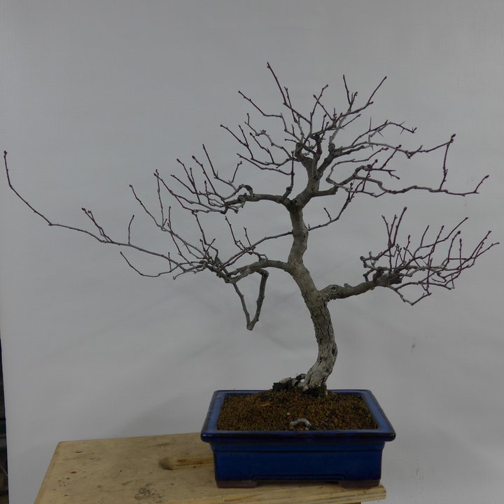 crataegus shohin