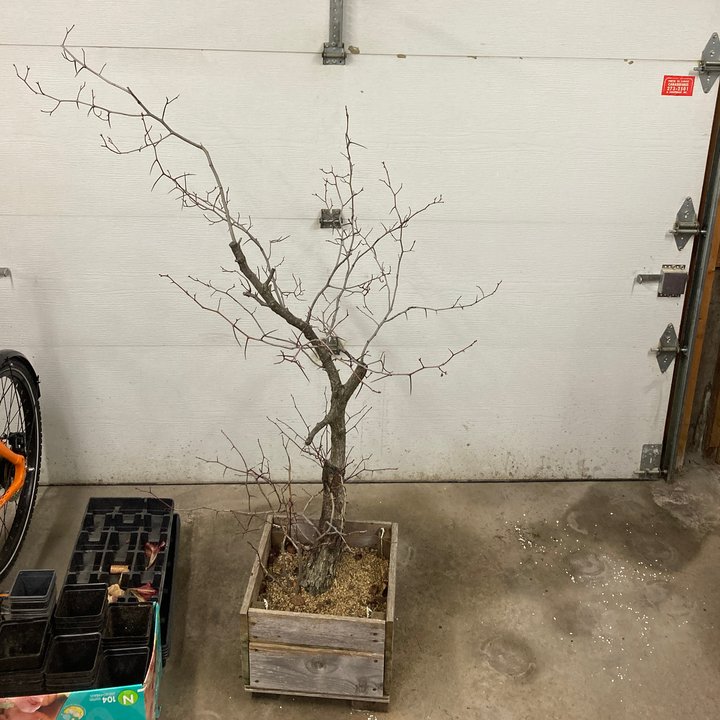 crataegus yamadori repotting