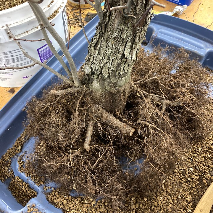 crataegus yamadori repotting