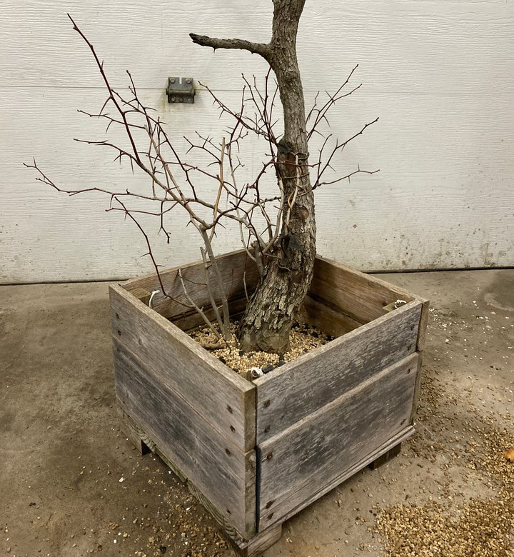 crataegus yamadori repotting