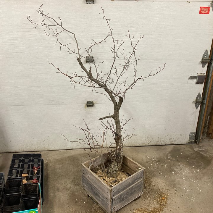 crataegus yamadori repotting