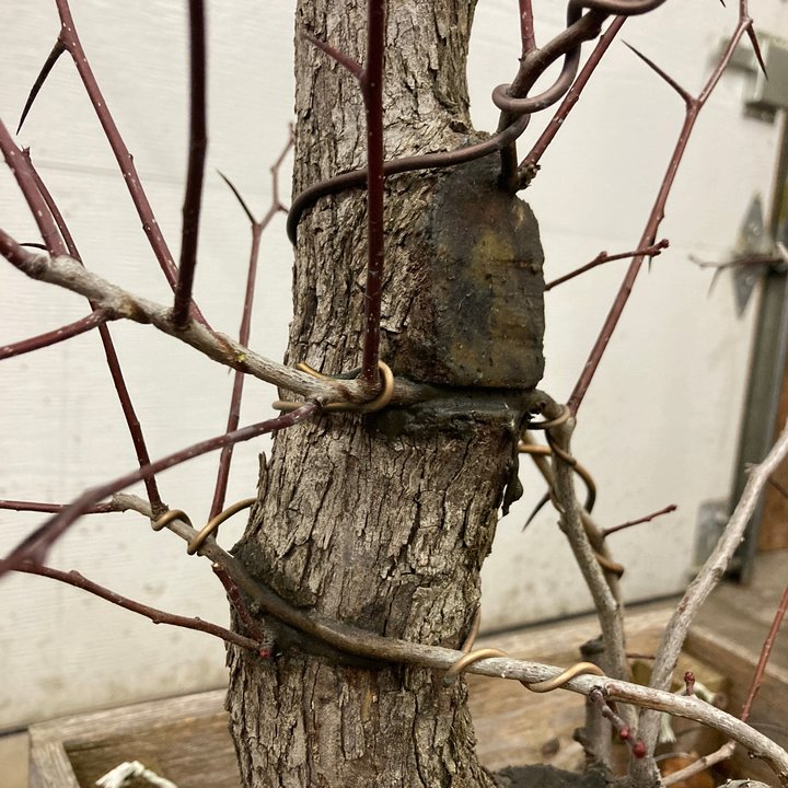 crataegus yamadori repotting