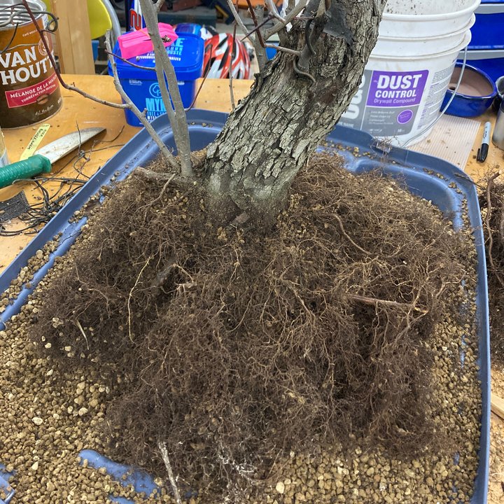 crataegus yamadori repotting