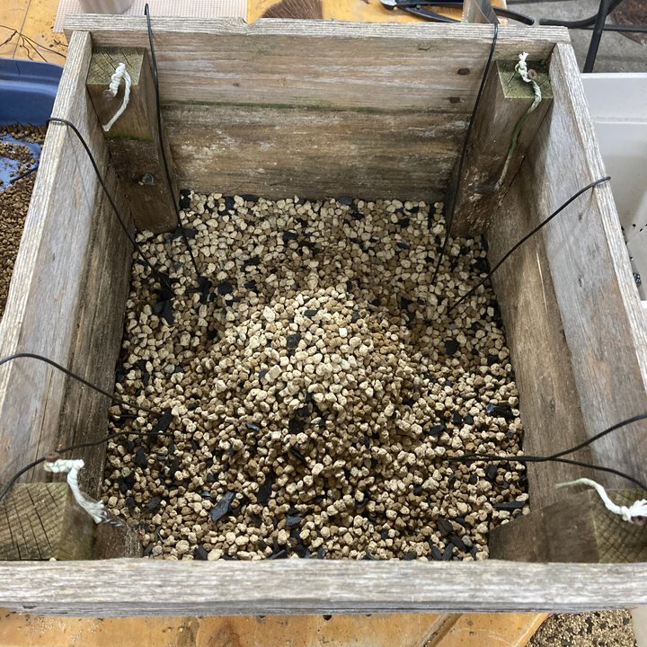 crataegus yamadori repotting