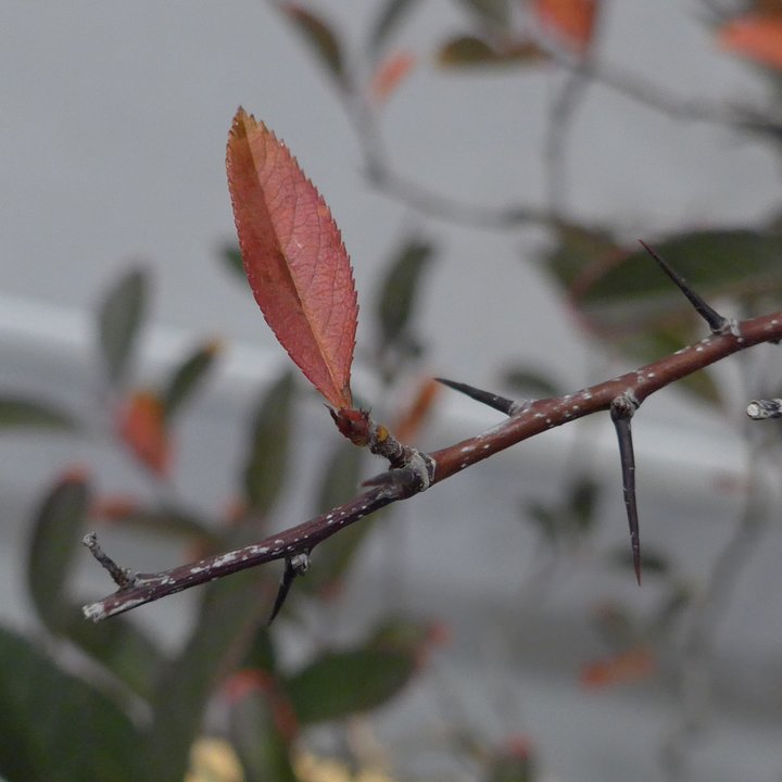 crataegus automne