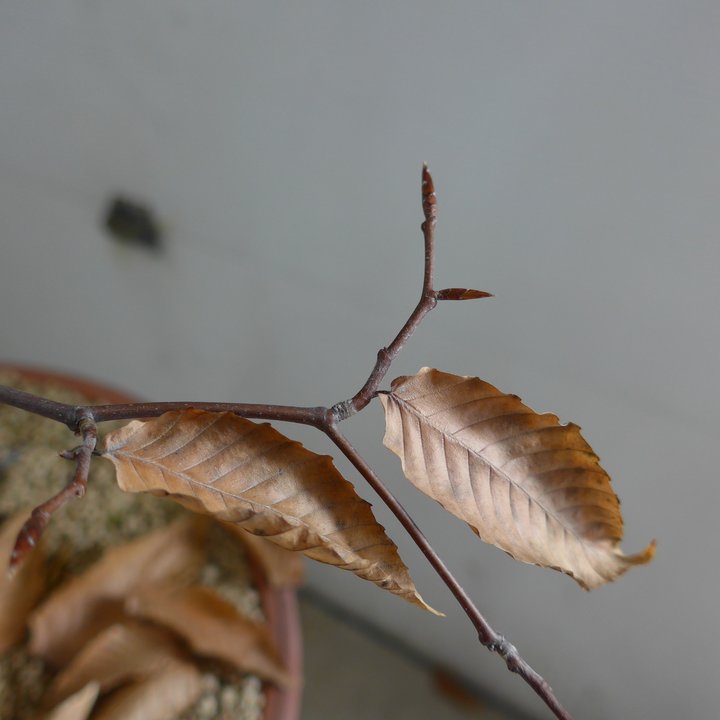 fagus grandifolia