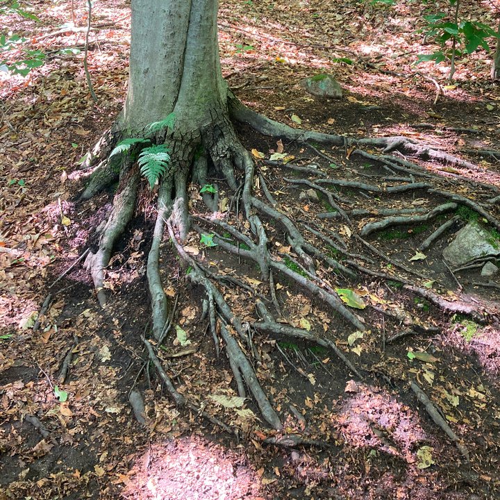 fagus grandifolia nature