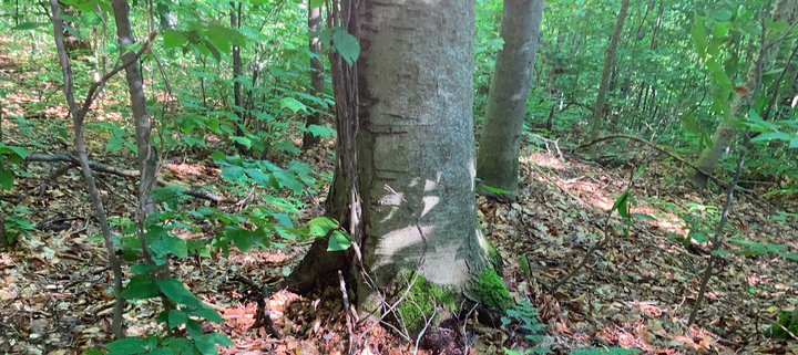 fagus grandifolia nature