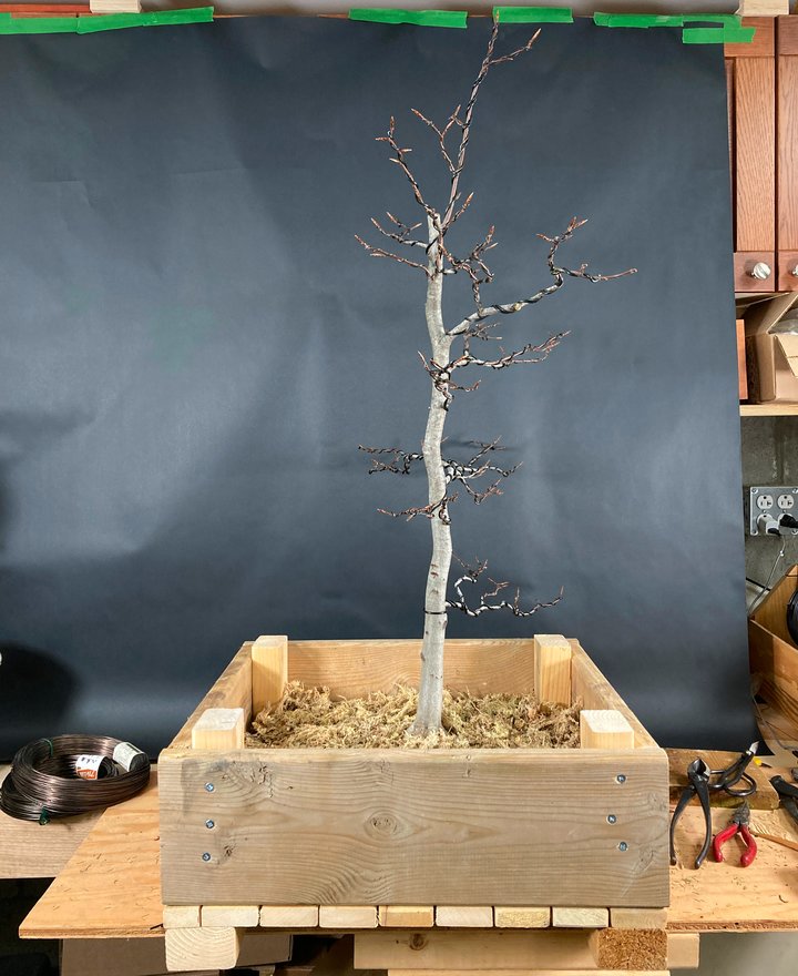 beech wooden grow box