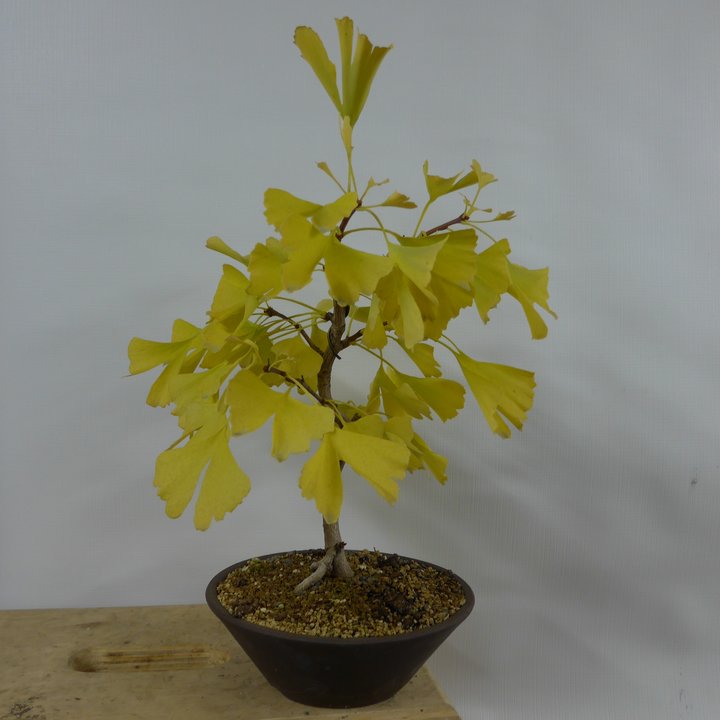 ginkgo biloba