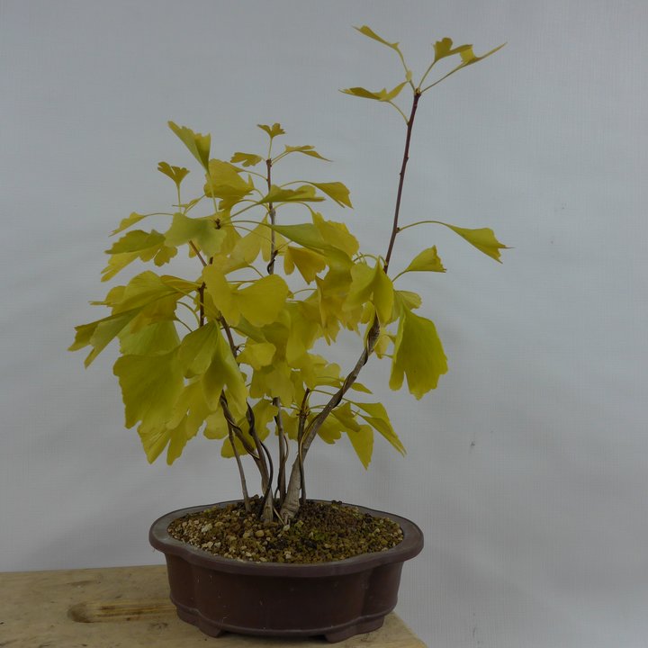 ginkgo biloba