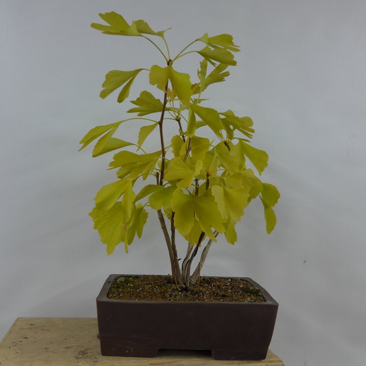 ginkgo biloba