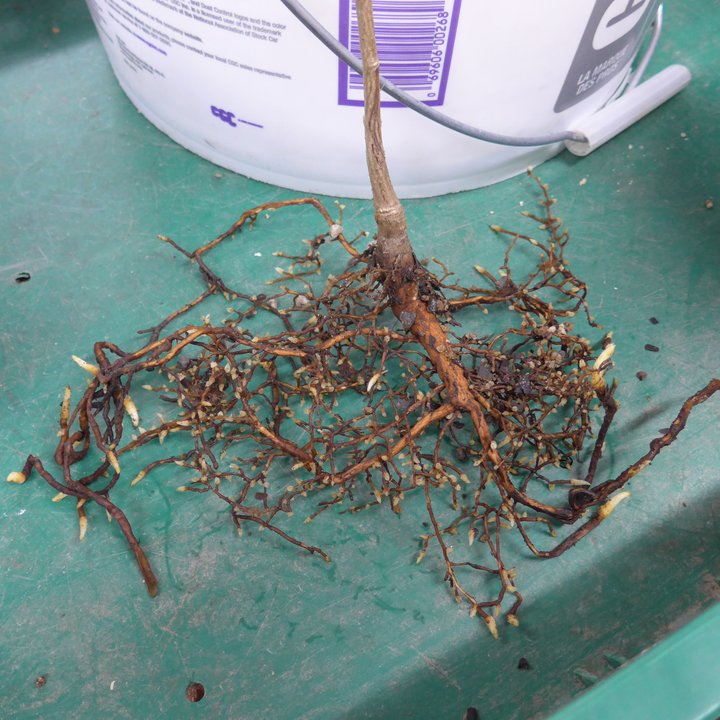 ginkgo biloba seedlings