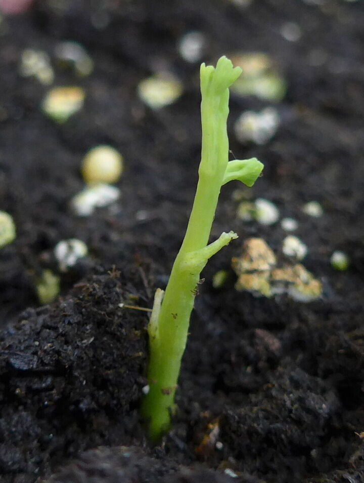 Pousses de ginkgo de l&rsquo;année