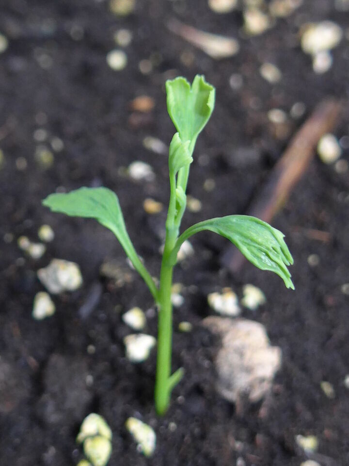 Pousses de ginkgo de l&rsquo;année