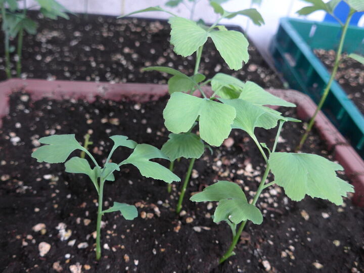 Pousses de ginkgo de l&rsquo;année