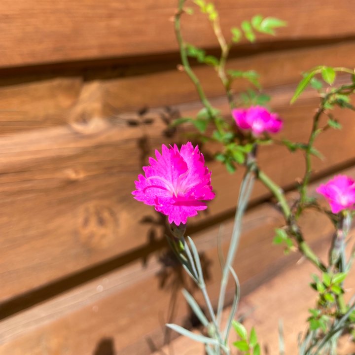 kusamono rosier dianthus