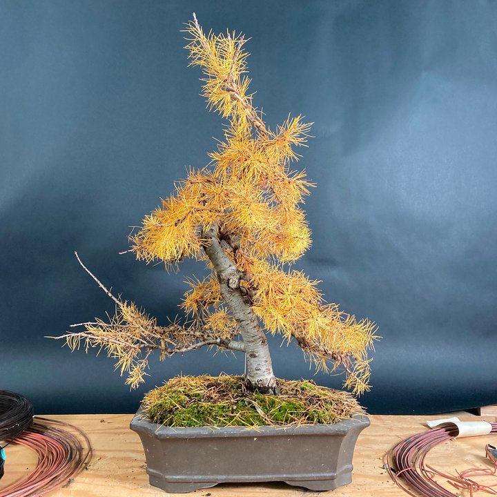 larix shohin 15 ans