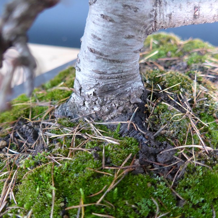 larix shohin 15 ans