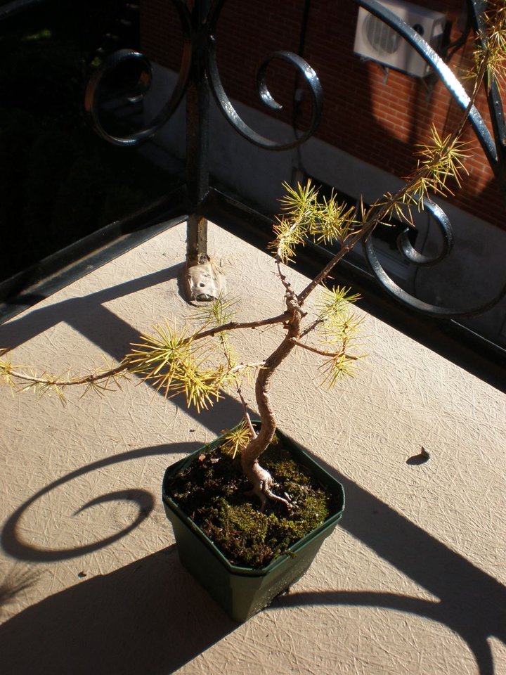 larix laricina seedling