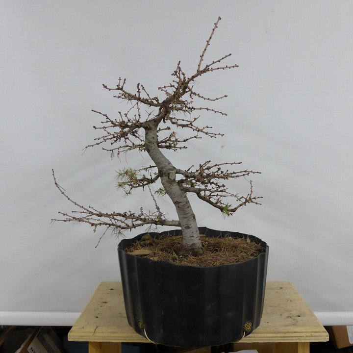 larix shohin