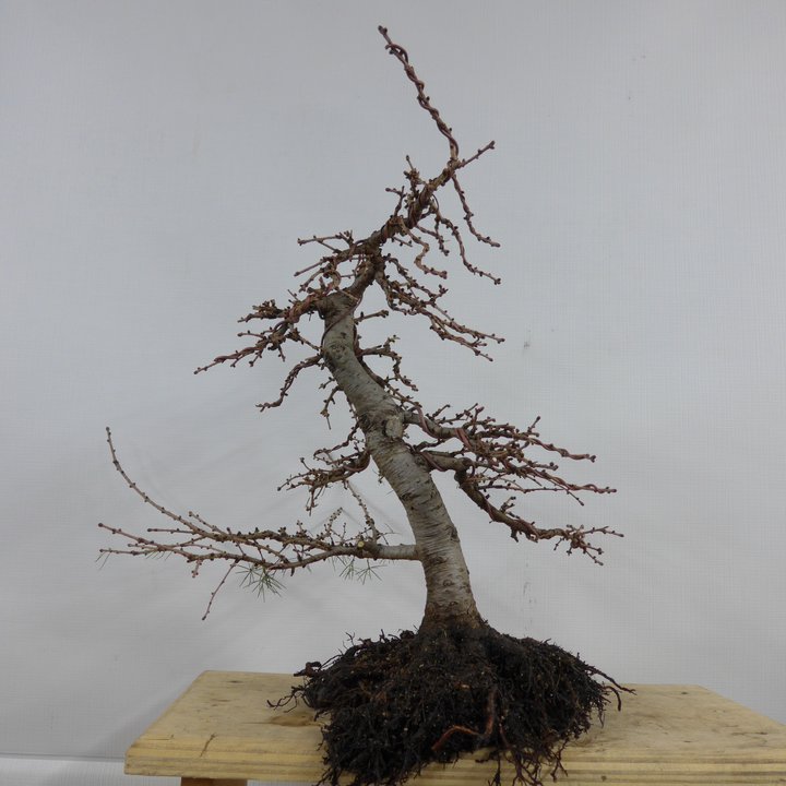 larix shohin