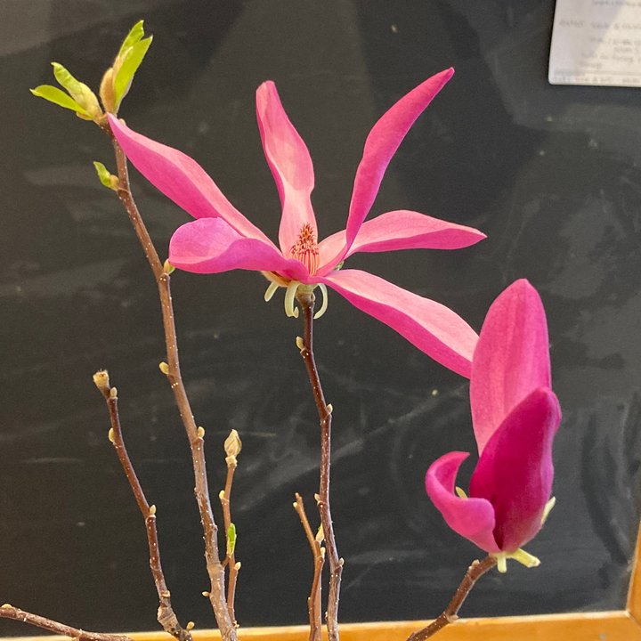 magnolia fleurs marcotte