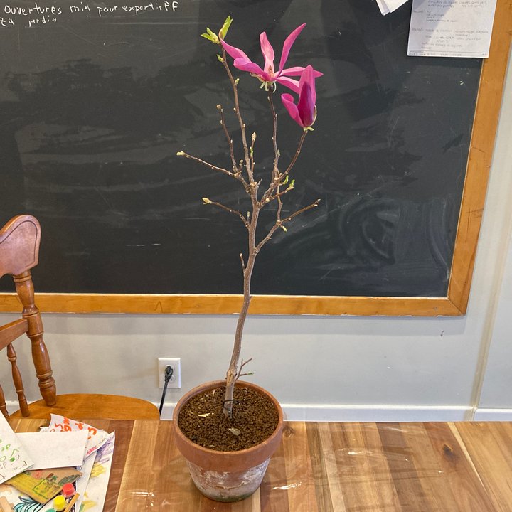 magnolia layer flowers