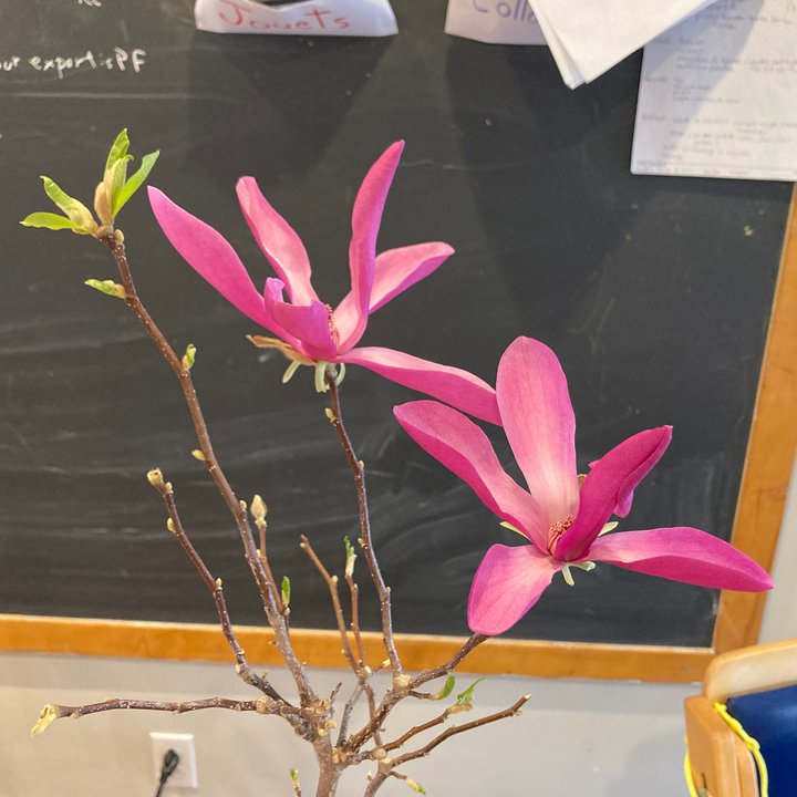 magnolia layer flowers