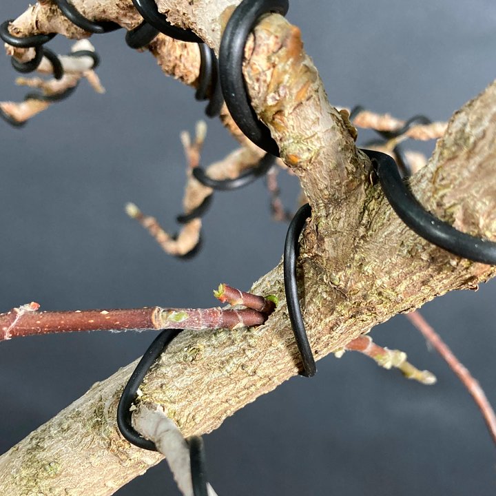 grafting magnolia