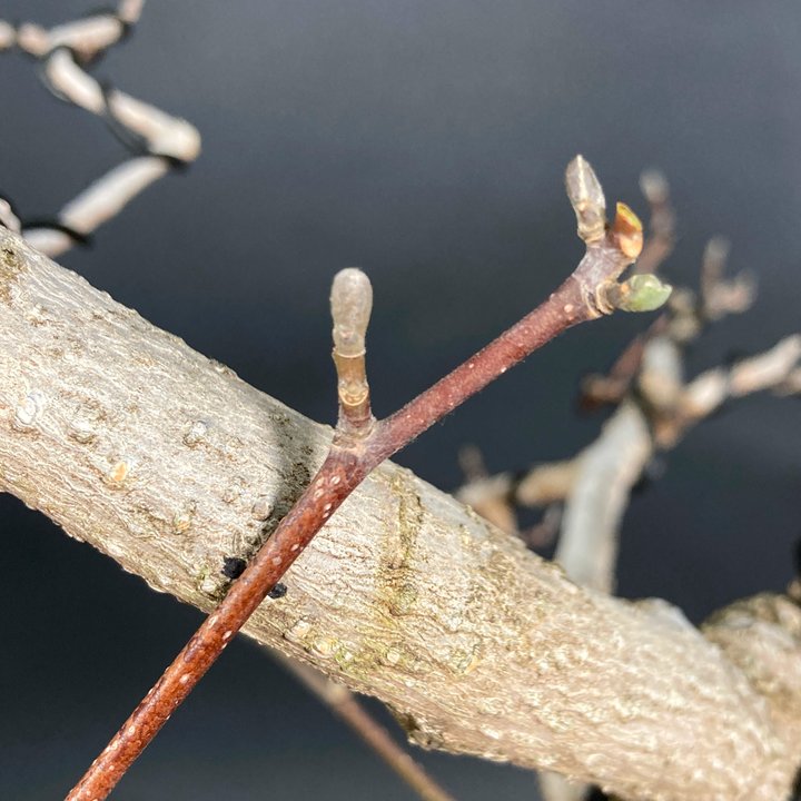 grafting magnolia