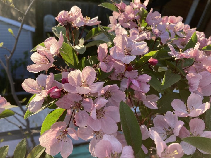 malus fleurs bouquet