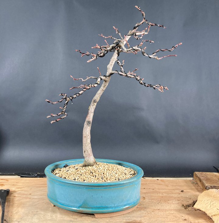 malus repotting and wiring