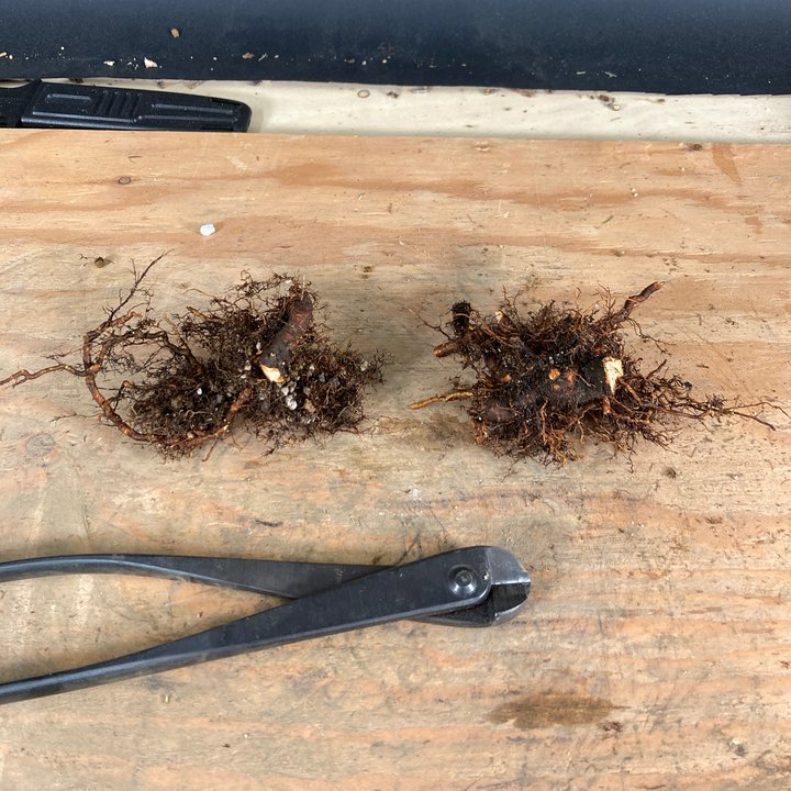 root cuttings crabaple