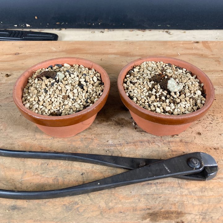 malus repotting and wiring
