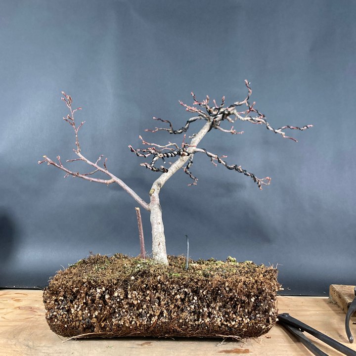 malus repotting and wiring